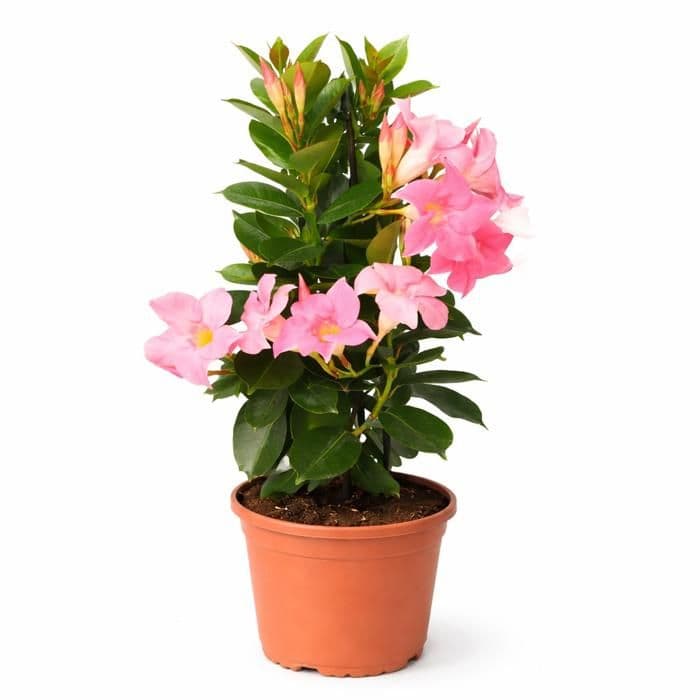 Mandevilla Dipladenia - Trichterblomma - Pyramidform - 14cm kruka - ca. 45-50cm - rosa