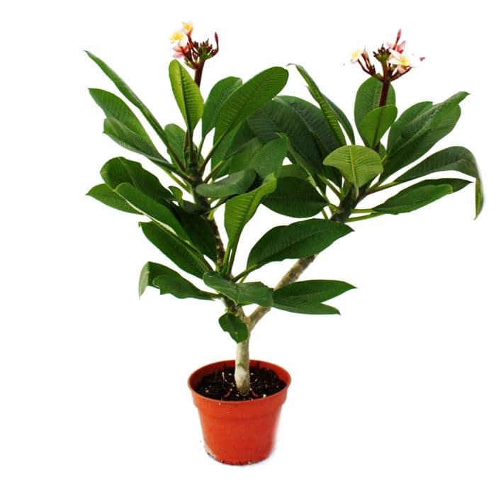 Hawaiianskt tempelträd - plumeria - överraskningsfärg