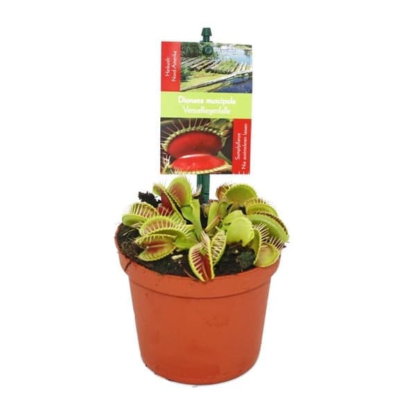 Venus flugfälla - Dionaea muscipula - kruka på 9cm