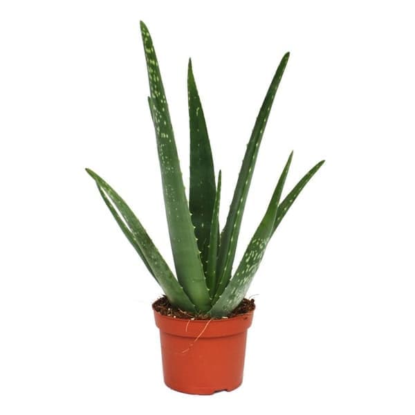 Aloe vera - ca. 3 år gammal - 12cm kruka