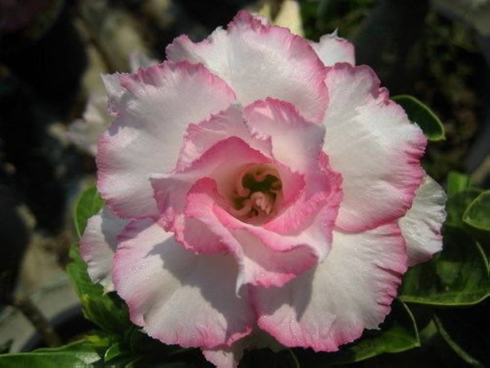 5 FRÖN AV ADENIUM OBESUM  Nangngam  Ökenros - FÄRSKA FRÖN