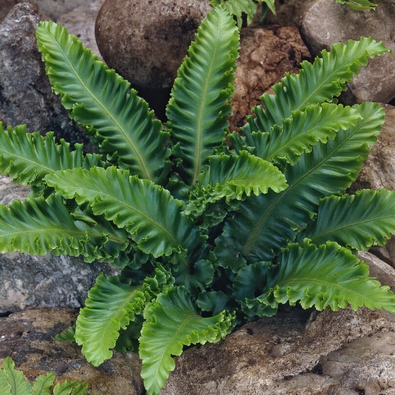 Hjorttunga - Asplenium scolopendrium Undulatum (Krukstorlek: 0,5-1L)