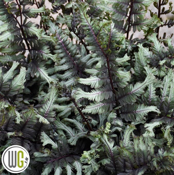 Regnbågsbräken - Athyrium niponicum Crested Surf ® (Krukstorlek: 3L)