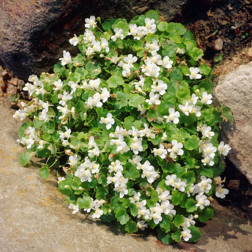 Murreva - Cymbalaria muralis Alba (Krukstorlek: 0,5-1L)
