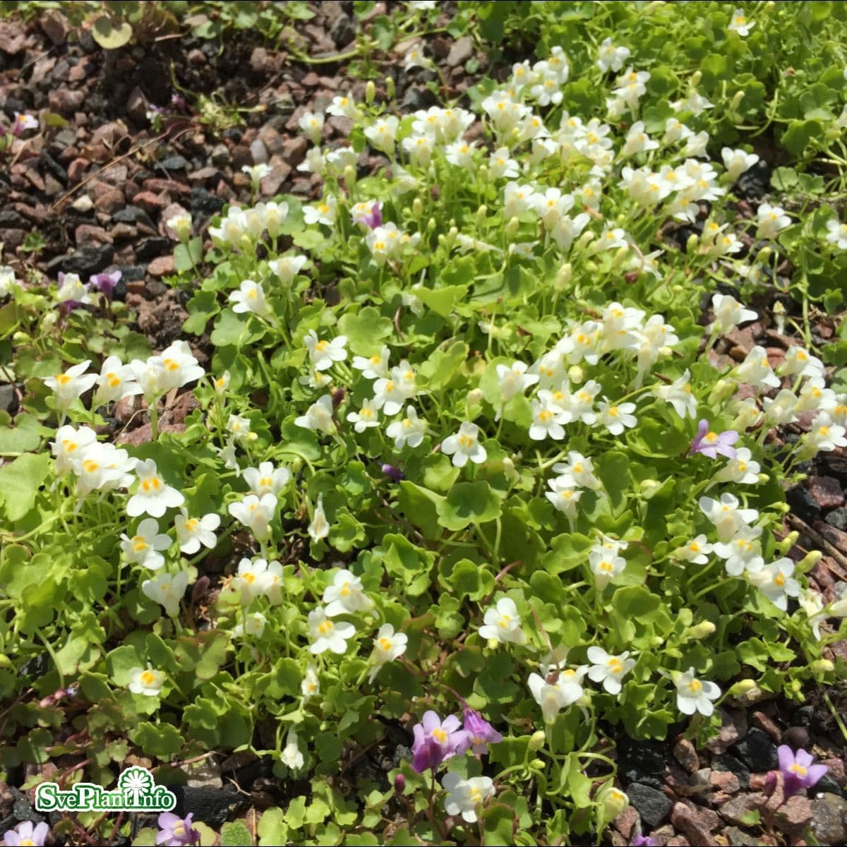 Murreva - Cymbalaria muralis Alba (Krukstorlek: 0,5-1L) view 2