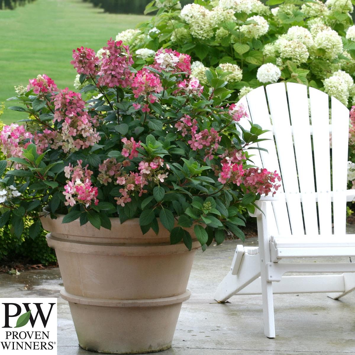 Vipphortensia - Hydrangea paniculata Little Quick Fire ® (Storlek: C5)
