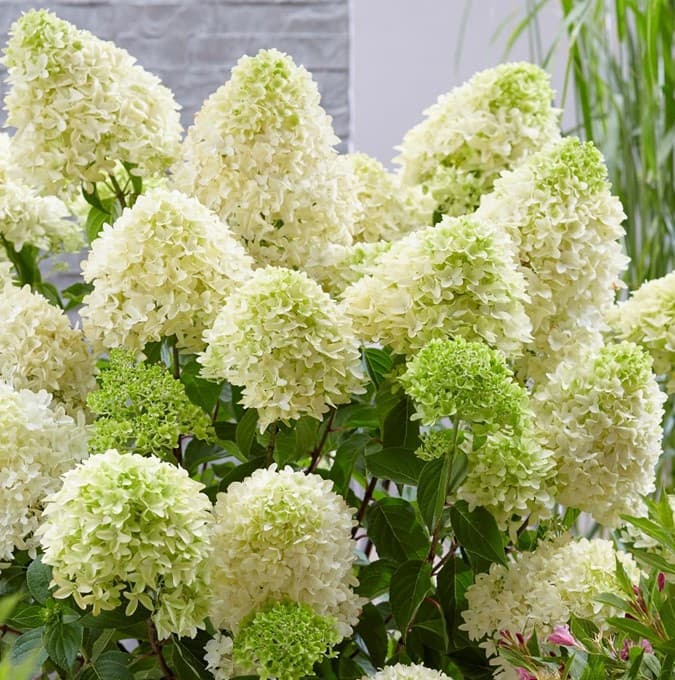 Vipphortensia - Hydrangea paniculata Skyfall ® (Storlek: busk C5)