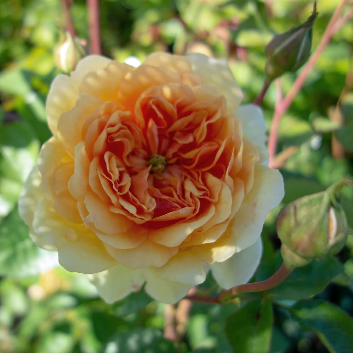 Engelsk Buskros - Rosa austin Port Sunlight ™ (Krukstorlek: 6L)