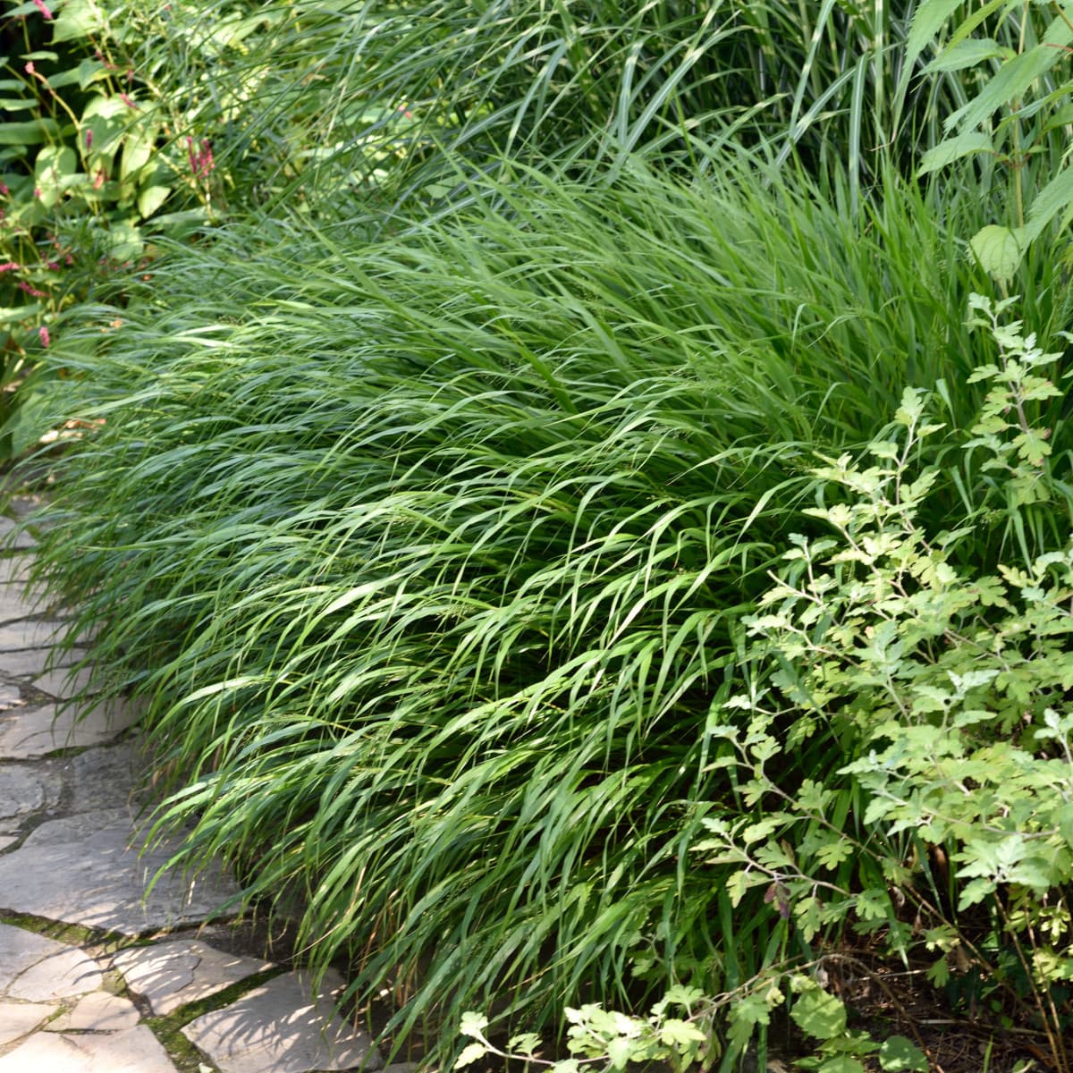 Hakonegräs - Hakonechloa macra (Krukstorlek: 2L) view 2