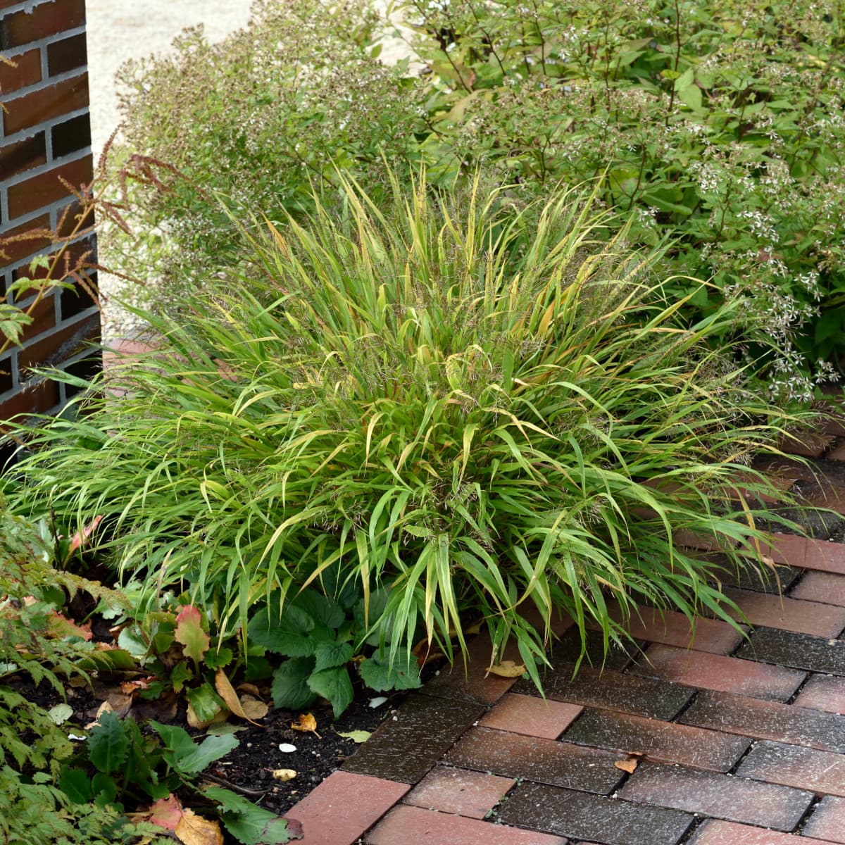 Hakonegräs - Hakonechloa macra (Krukstorlek: 2L)