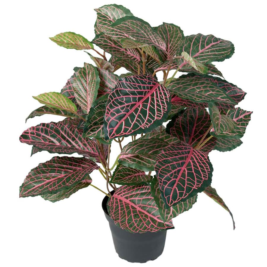 Fittonia Grön Rosa - 40 cm
