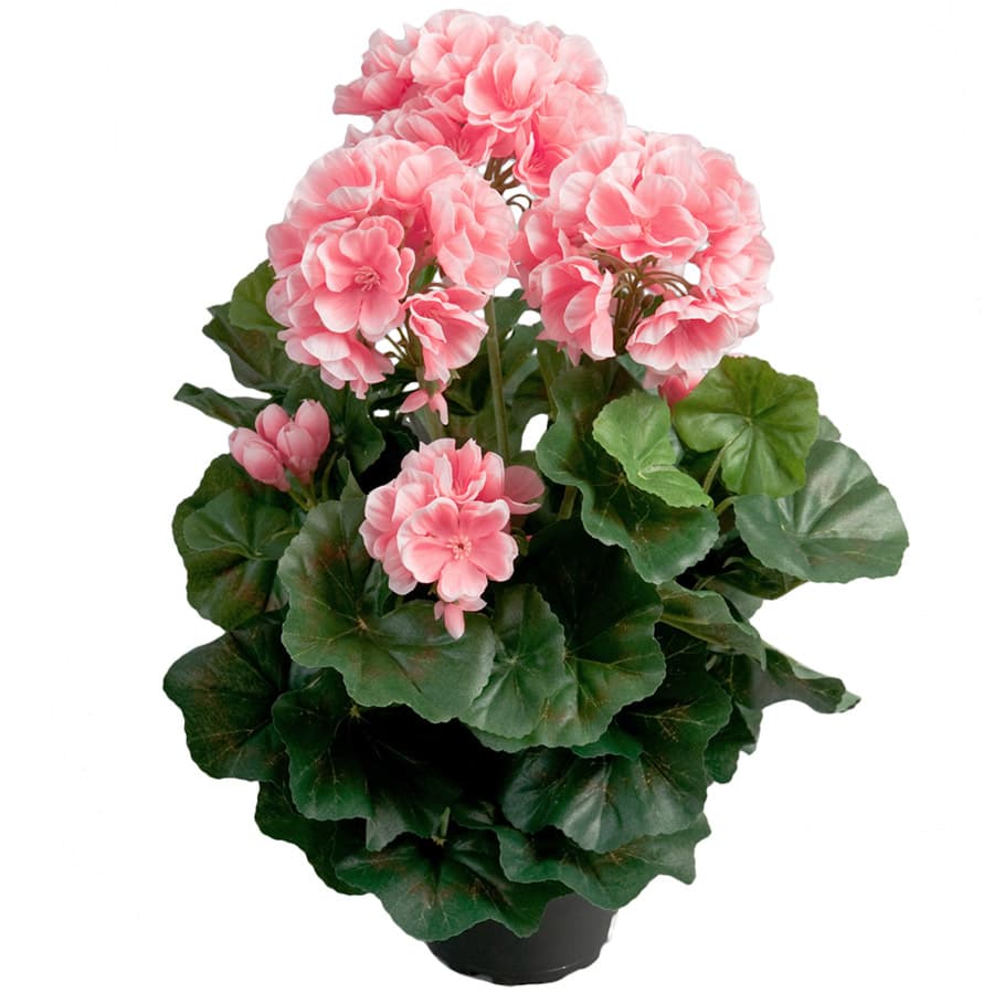 Pelargon Rosa - 35 cm