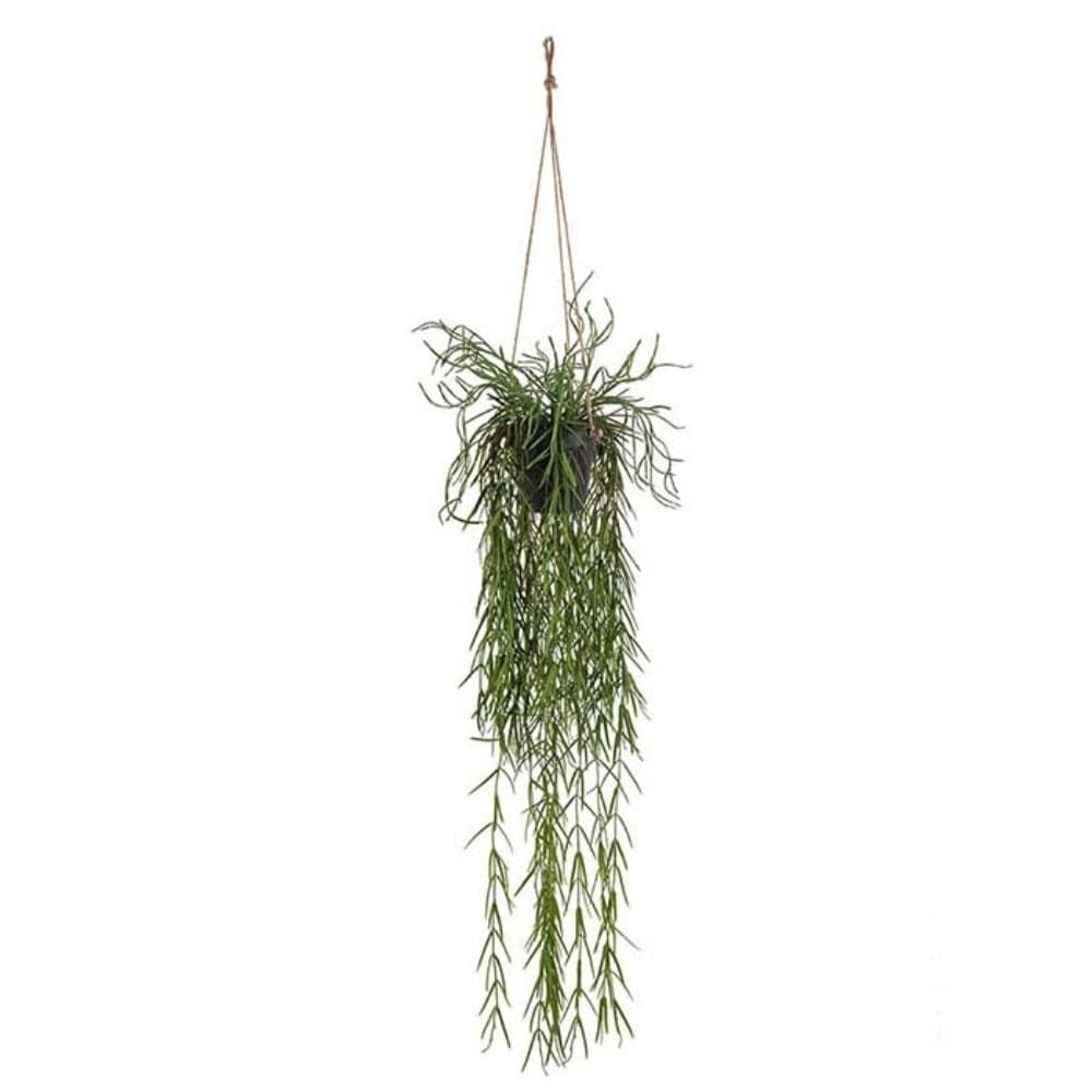 Mr Plant, Rhipsalis